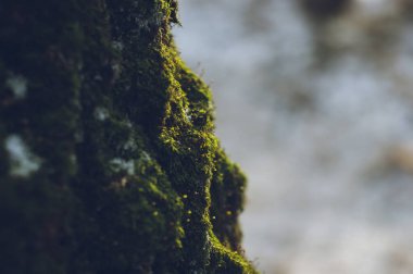 Kışın huş ağacında yeşil yosun, Moskova