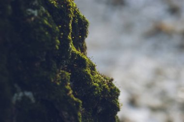 Kışın huş ağacında yeşil yosun, Moskova