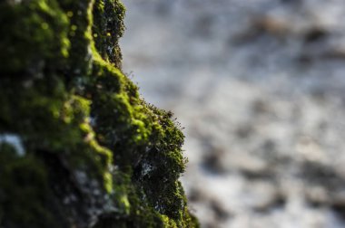 Kışın huş ağacında yeşil yosun, Moskova