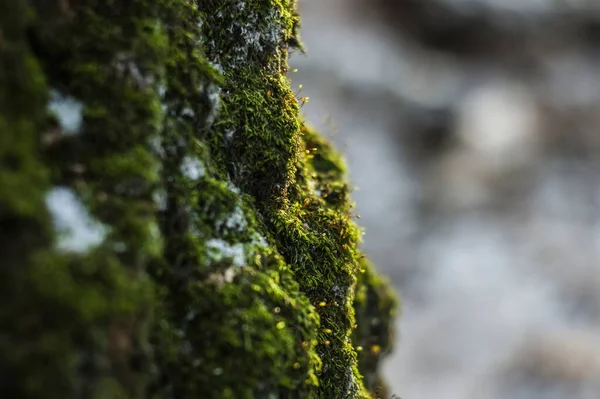Musgo Verde Uma Bétula Inverno Moscou — Fotografia de Stock