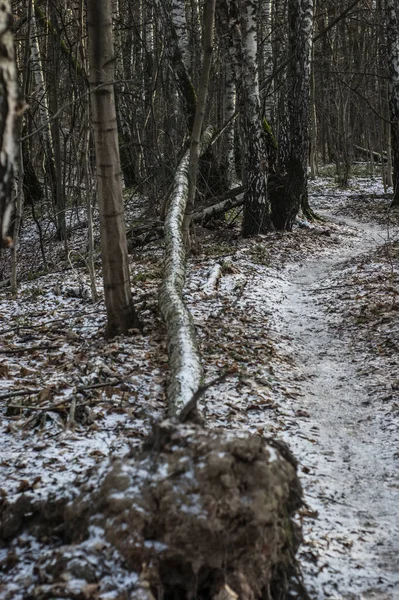 Peu Neige Dans Forêt Moscou — Photo