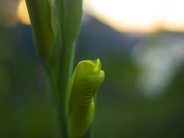 Grüne Gladiolen Sommer Garten Russland — Stockfoto