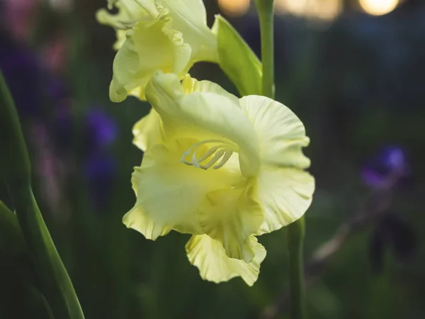 Sarı Gladiolus Yazın Bahçede Rusya — Stok fotoğraf