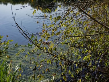 Yazın Moskova nehrinde çimenler, Rusya