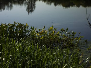 Yazın Moskova nehrinde çimenler, Rusya