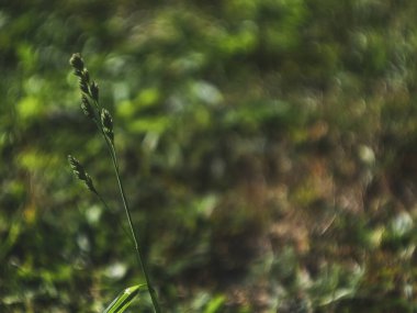 Rusya yazın bahçede yabani otlar yetişti.