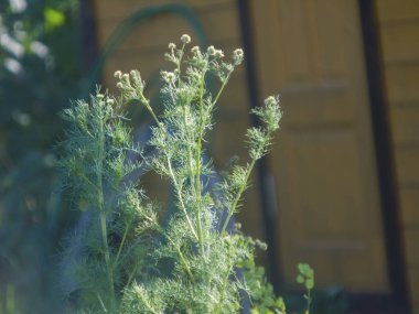 Rusya yazın bahçede yabani otlar yetişti.