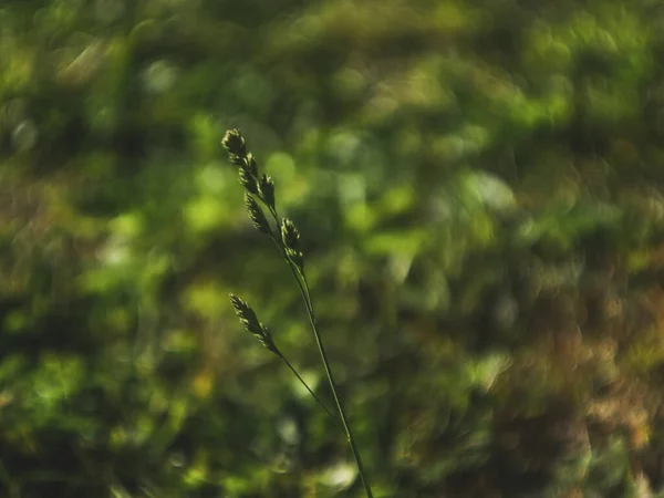 Herbe Sauvage Grandi Dans Jardin Été Russie — Photo