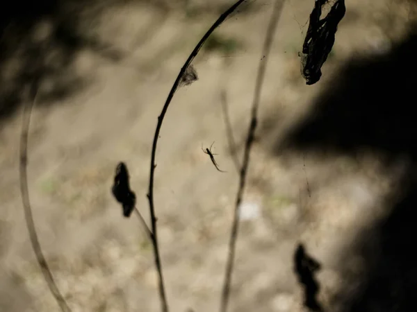 Araña Grande Tela Hierba Moscú — Foto de Stock