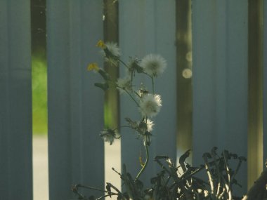 Rusya yazın bahçede yabani otlar yetişti.