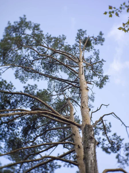 Pino Contra Cielo Azul Moscú —  Fotos de Stock