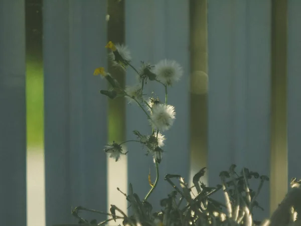 Hierba Silvestre Creció Jardín Verano Rusia — Foto de Stock