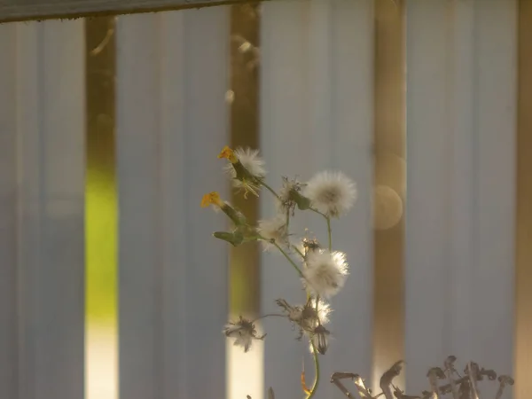 Dzika Trawa Rosła Ogrodzie Latem Rosja — Zdjęcie stockowe