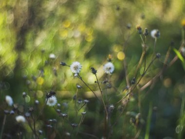 Bir tarlada yabani otlar yetişiyor, Rusya