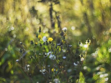 Bir tarlada yabani otlar yetişiyor, Rusya