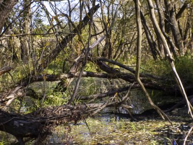 Rusya 'nın çimlerle kaplı küçük orman nehri.