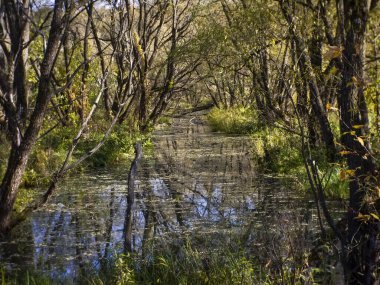 Rusya 'nın çimlerle kaplı küçük orman nehri.