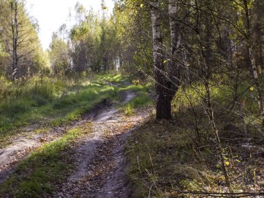 Açık bir günde ormanın içinden geçen toprak yol, Rusya