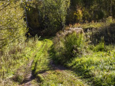 Açık bir günde ormanın içinden geçen toprak yol, Rusya