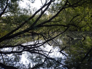 Rusya 'da küçük bir orman nehrindeki ağaçların yansıması