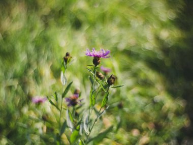 Rusya yazın bir tarlada dikenler açar.