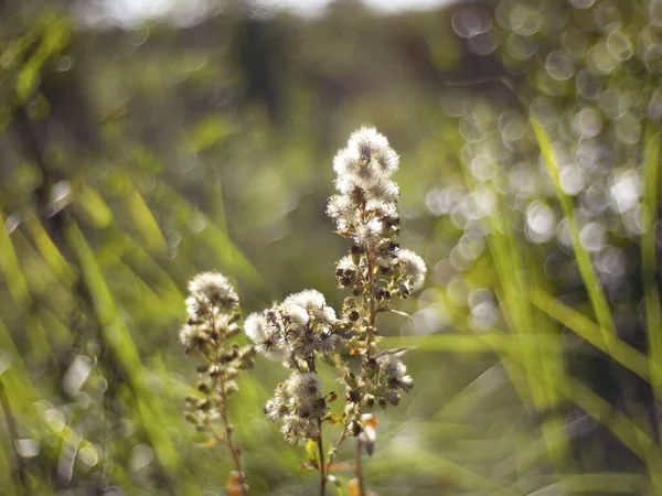 Gras Mit Kleinen Weißen Blüten Auf Einem Feld Herbst Russland — Stockfoto