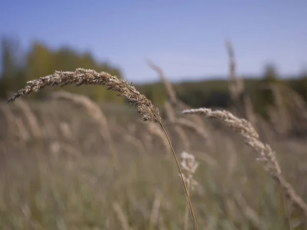 野生の草はロシアの野原で成長します — ストック写真