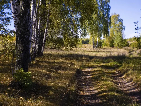 Prašná Cesta Lesem Jasného Dne Rusko — Stock fotografie