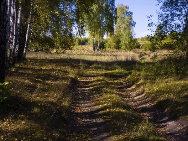 Prašná Cesta Lesem Jasného Dne Rusko — Stock fotografie