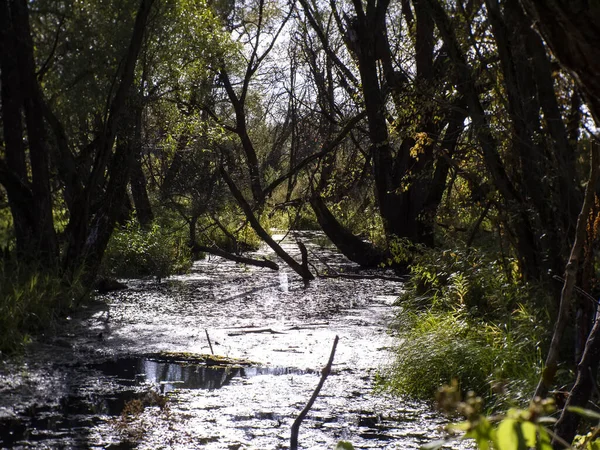 Kleine Bosrivier Begroeid Met Gras Rusland — Stockfoto