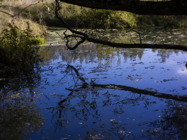 Reflectie Van Bomen Een Kleine Bosrivier Rusland — Stockfoto