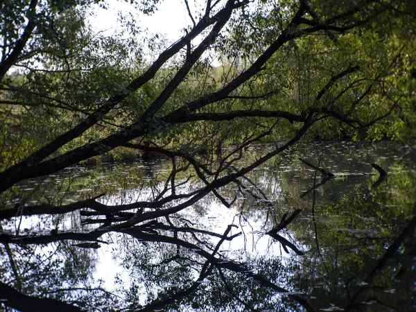 Reflectie Van Bomen Een Kleine Bosrivier Rusland — Stockfoto