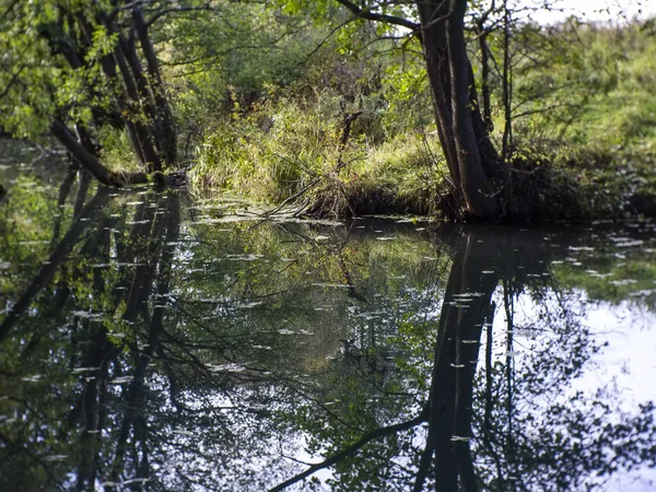 Reflectie Van Bomen Een Kleine Bosrivier Rusland — Stockfoto