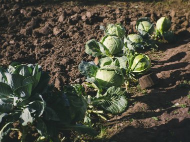 Rusya 'da sonbaharda bahçede beyaz lahana