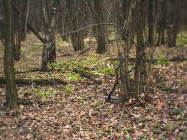 Sonbaharda ormana düşen yapraklar, Moskova