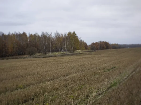 Champ Fauché Par Une Journée Nuageuse Automne Russie — Photo