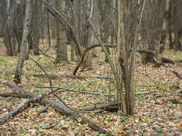 Lehullott Levelek Erdőben Ősszel Moszkva — Stock Fotó