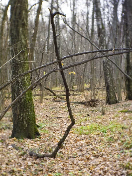 Feuilles Tombées Dans Forêt Automne Moscou — Photo