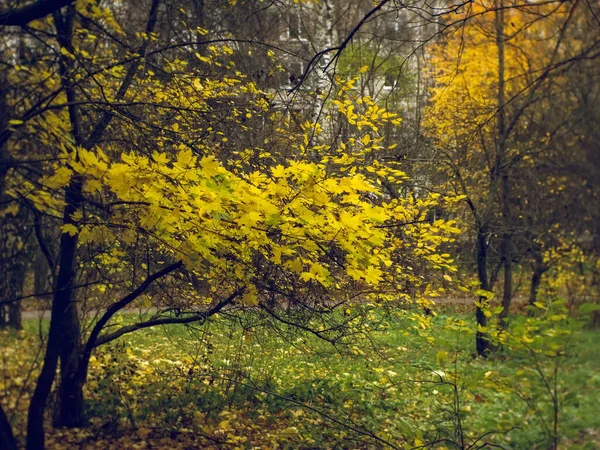 小而明亮的黄色枫树在院子里 莫斯科 — 图库照片
