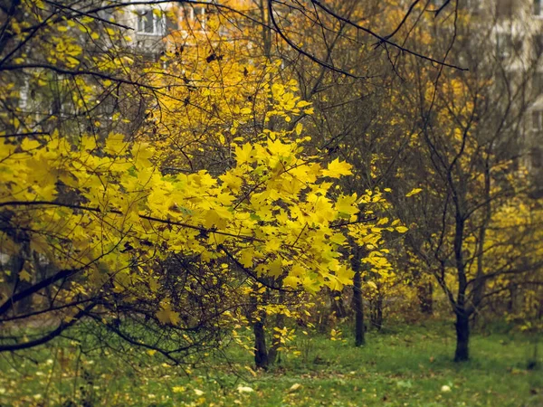 Piccolo Acero Giallo Brillante Nel Cortile Mosca — Foto Stock