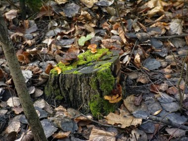 portakal mantarları sonbaharda bir kütükte büyüdü, Rusya