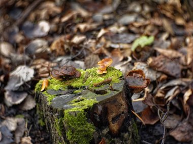 portakal mantarları sonbaharda bir kütükte büyüdü, Rusya