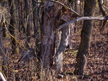 Sonbaharda ormana düşen yapraklar, Moskova