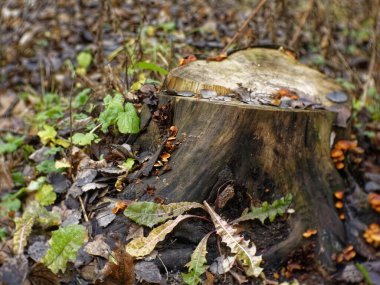 portakal mantarları sonbaharda bir kütükte büyüdü, Rusya