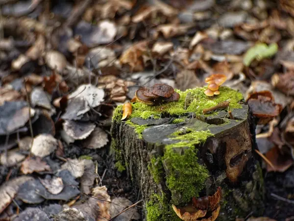 Sinaasappelchampignons Groeiden Een Stomp Herfst Rusland — Stockfoto