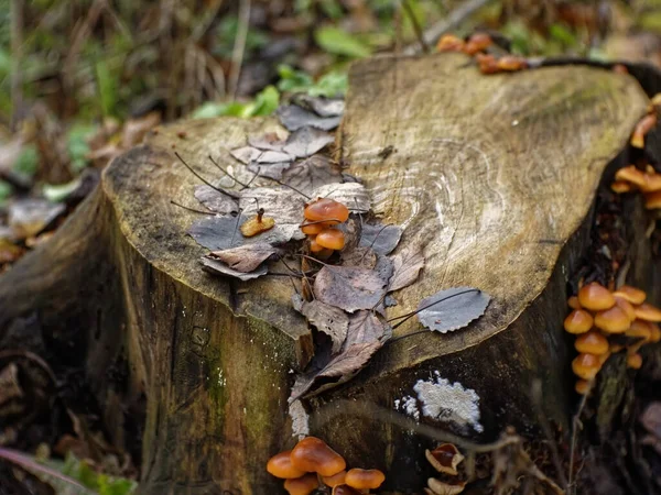 Orange Mushrooms Grew Stump Autumn Russia — стоковое фото