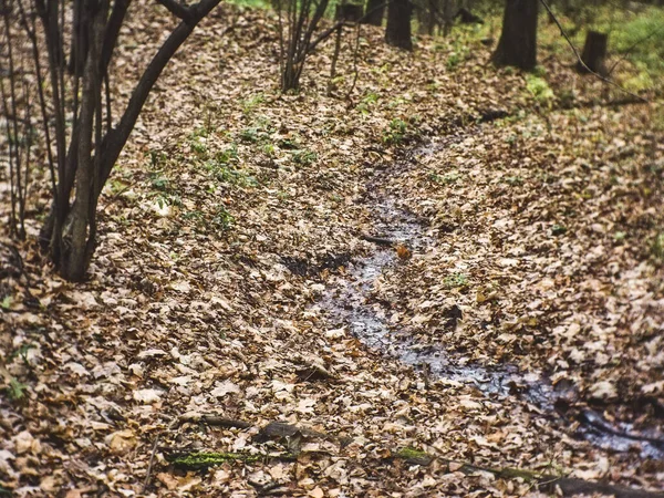 Petit Ruisseau Dans Forêt Automne Moscou — Photo