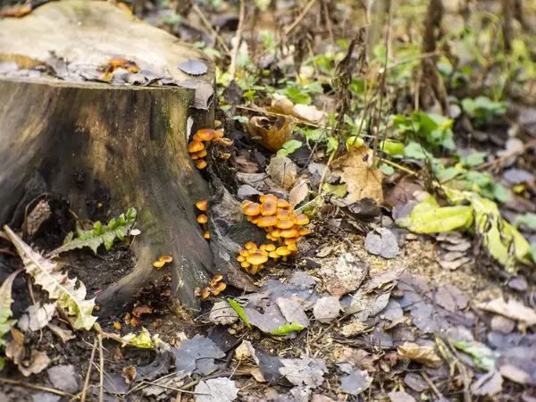 Orange Mushrooms Grew Stump Autumn Russia — Stock Photo, Image