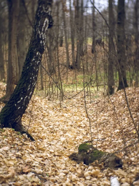 Frunze Căzute Pădure Toamnă Moscova — Fotografie, imagine de stoc