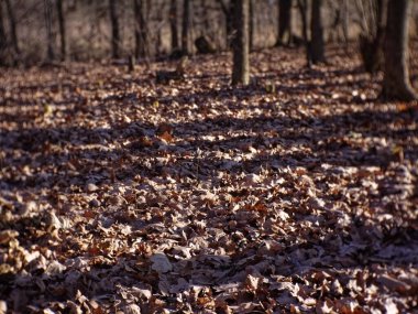 Sonbaharda ormana düşen yapraklar, Moskova